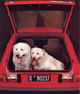 Alfasud Ti 1.3 / 1.5 with hatchback.
